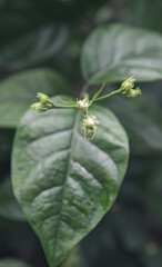 Jasmine flower buds growing on green leaves. Close-up jasmine flower buds with green foliage. Fresh jasmine buds emerging from leaves. Jasmine plant with buds and green leaves close-up