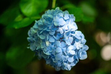 Obraz premium 明月院の紫陽花