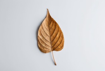 a_single_dried_leaf_clean_background