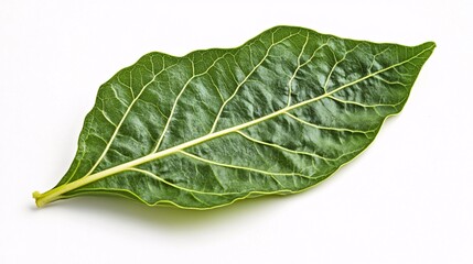 Obraz premium Single Green Leaf on White: A Botanical Close-Up