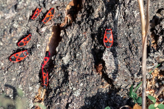 Group of red bugs on a tree. Colony of Pyrrhocoris apterus nests on the tree trunk