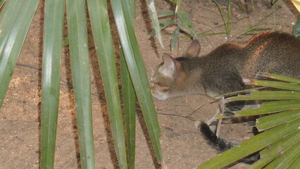 Cats are adorable, independent pets known for their playful nature, soft fur, sharp instincts, and...