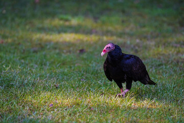 Large Turkey vulture bird