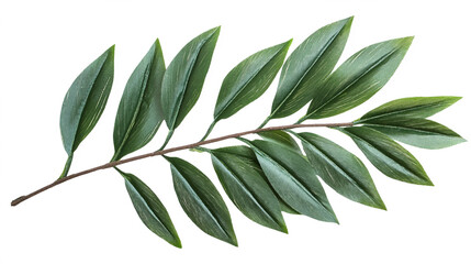 Green palm branch leafy plant. Branches of leaves isolated on white background. Cutting path cutout.
