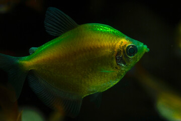 Sailfish is an aquatic fish with bright colors and a small size of 3-5cm. Fish have a peaceful nature, it is easy to breed them with many other fish breeds such as neon, striped horse, phoenix...