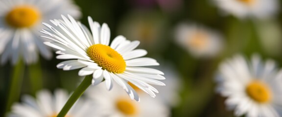 Close Up of Daisy Flower