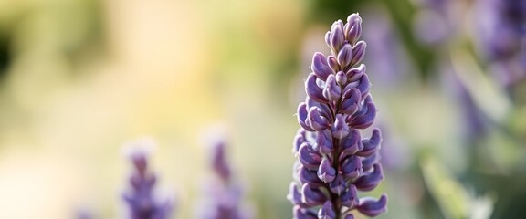 Close-up of Lavender