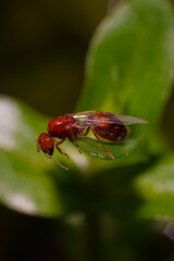 
Ants (scientific name: Formicidae) are a family of insects belonging to the order Hymenoptera. Species in this family are highly social, capable of living in large groups of up to millions of individ