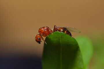 
Ants (scientific name: Formicidae) are a family of insects belonging to the order Hymenoptera. Species in this family are highly social, capable of living in large groups of up to millions of individ