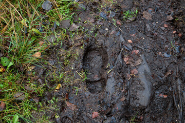 Wellie footprint in the mud, 