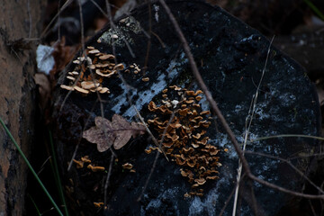 autumn in the forest
