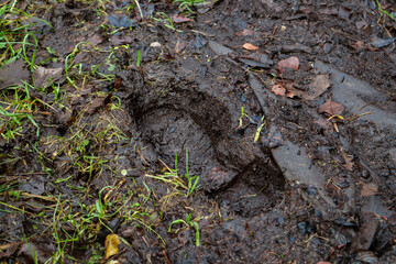 Wellie footprint in the mud, 