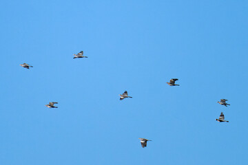 Ringeltaube bei der Futtersuche