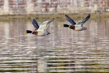 Stockenten Erpel im Flug