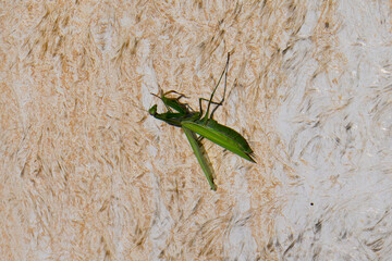 Europäische Gottesanbeterin (Mantis religiosa)