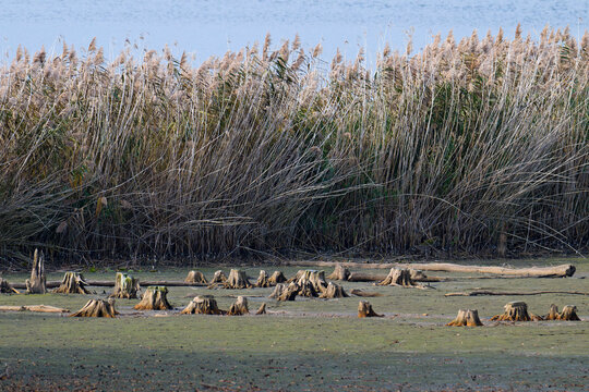 Abgelassener Teich im Herbst in der Oberlausitz