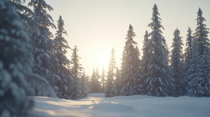 Fototapeta premium Serene winter landscape with tall snow-covered trees illuminated by soft morning sunlight.