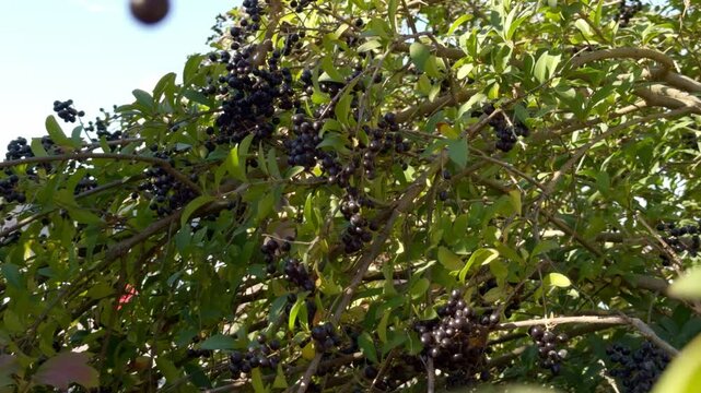(Ligustrum vulgare) European privet producing clusters of glossy black berries or drupes on erect stems in late autumn swaying in the wind
