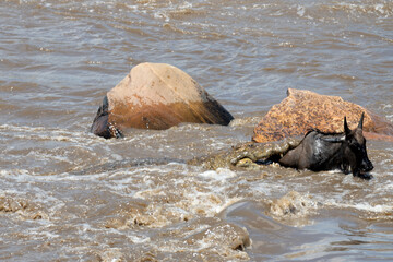 Serengeti Wildlife Wildebeast migration
