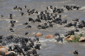 Serengeti Wildlife Wildebeast migration