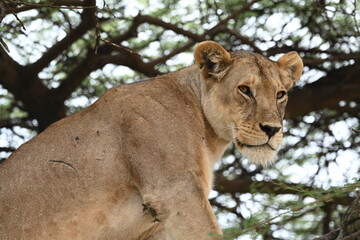 Lion in Serengetia National Park, Tanzania