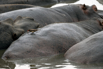 Hippo pool in Serengeti National Park, Tanzania