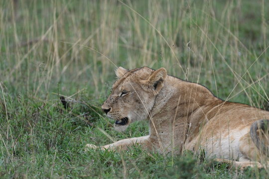 Lion in Serengetia National Park, Tanzania
