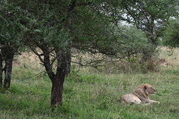 Lion in Serengeti National Park, Tanzania