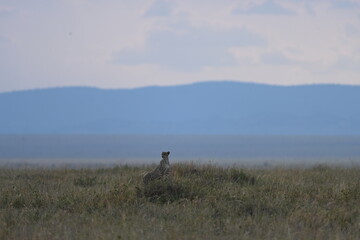 Cheetah in Serengeti National Park, Tanzania