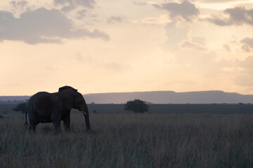 Elephants in Serengeti National Park, Tanzania