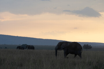 Elephants in Serengeti National Park, Tanzania