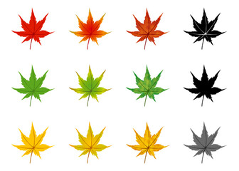 秋 もみじ単体  緑 もみじ 紅葉 モノクロ 葉