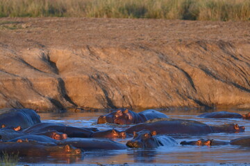 Hippo pool in Serengeti National Park, Tanzania