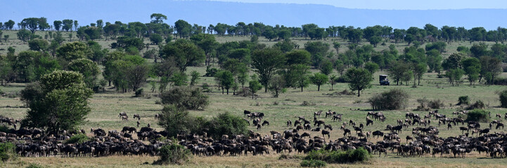 Serengeti Wildlife Wildebeast migration