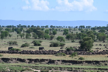 Serengeti Wildlife Wildebeast migration