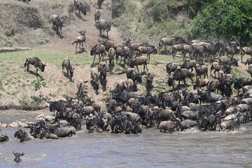 Serengeti Wildlife Wildebeast migration
