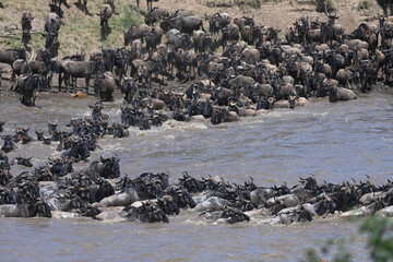 Serengeti Wildlife Wildebeast migration