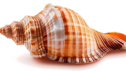 Fototapeta premium Isolated scallop shell on white background, perfect for marine or tropical decoration