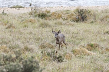 Fototapeta premium deer in the wild