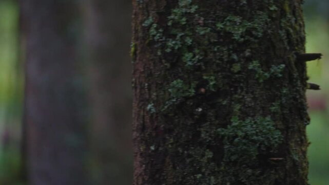 red deer with pricket in the forest