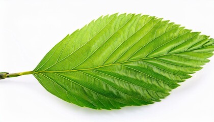 Obraz premium Bright green Spring leaves branch isolate on White background