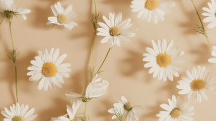 scattered chamomile flowers creating natural pattern, aesthetic style