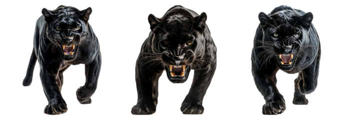 Aggressive Black Panther on Transparent Background