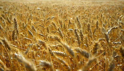 Wheat, illustrated wheat, harvesting wheat - cereal, wheat ready for harvest, harvesting wheat in summer 