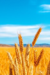 Fototapeta premium Golden Wheat Field Under Blue Sky