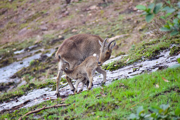 Nilgiri thar mother and Cub 