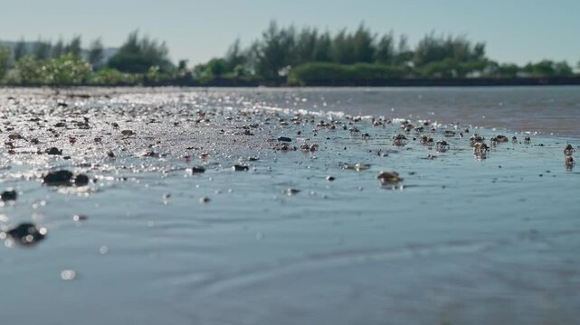 A group of male fiddler crabs living in soft sand or mud near or around the edges of shallow salt marshes