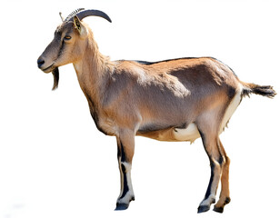 Fototapeta premium Portrait of a majestic goat with curved horns standing against a white background. The goat's serene posture highlights its natural grace and poise, perfect for agricultural or educational purposes