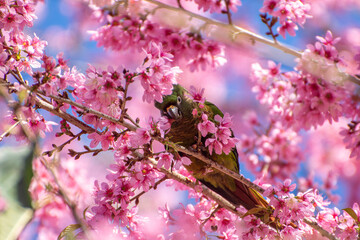 Tiriba se deliciando nas Cerejeiras