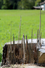 Schegge di legno spaccato con sfondo verde